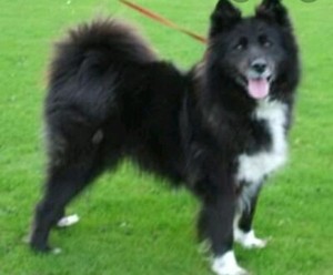 samoyed dog gumtree